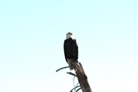 Weißkopfseeadler, Grand Teton NP, USA
#US0008