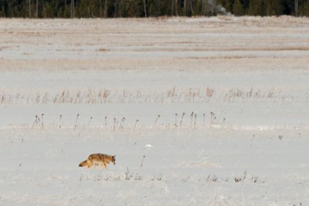 Koyote, Yellowstone National Park, USA