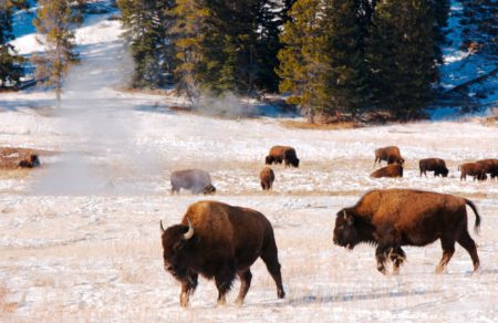 Amerikanischer Bison, Yellowstone NP, WY, USA