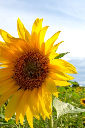 Sonnenblumen - Insekten - Bienen