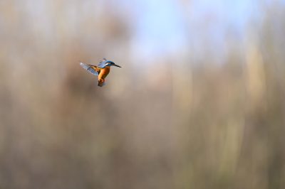 Eisvogel | Common Kingfisher | Alcedo atthis | #DE0021