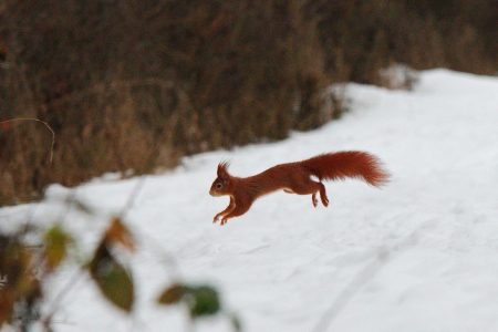 Eichhörnchen im Schnee, DE