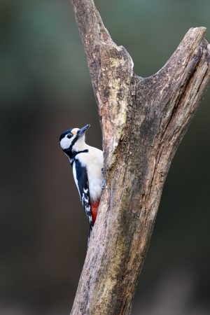 Buntspecht | great spotted woodpecker | Dendrocopos major
#NL0009
560 mm | 1/500 | f4 | ISO 500 | hide & tripod
