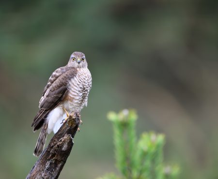 Sperber | Eurasian sparrowhawk | Accipiter nisus
#NL0001
400 mm | 1/400 | f2.8 | ISO 320 | hide & tripod