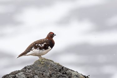 Moorschneehuhn