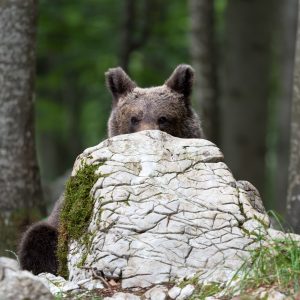 Europäischer Braunbär, Slowenien
Hide
#SLO0003