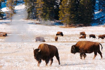 Amerikanischer Bison, Yellowstone NP, WY, USA